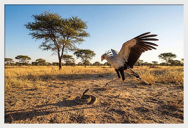 Majestic Secretary Bird Display