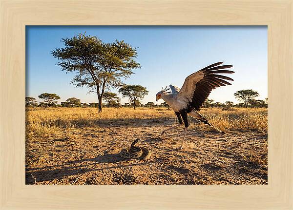 Majestic Secretary Bird Display