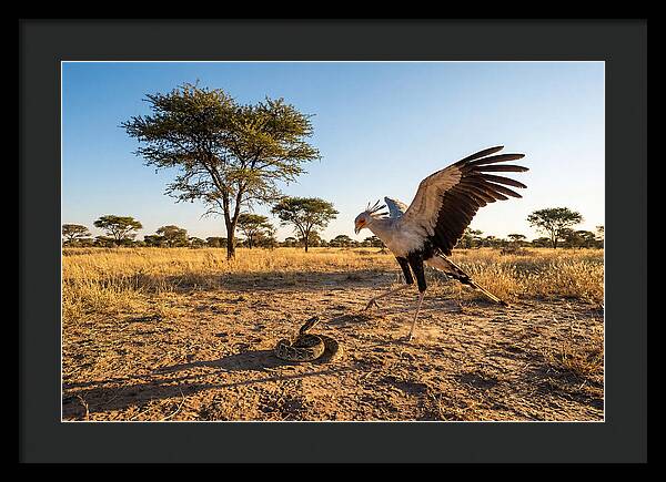 Majestic Secretary Bird Display
