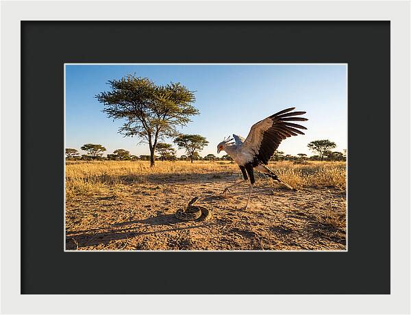 Majestic Secretary Bird Display