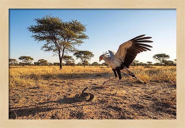Majestic Secretary Bird Display