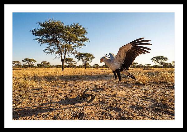 Majestic Secretary Bird Display