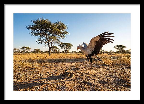 Majestic Secretary Bird Display