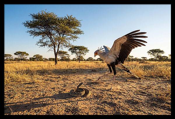 Majestic Secretary Bird Display