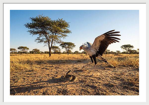 Majestic Secretary Bird Display