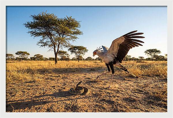 Majestic Secretary Bird Display