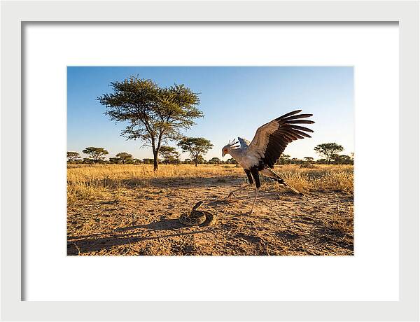 Majestic Secretary Bird Display