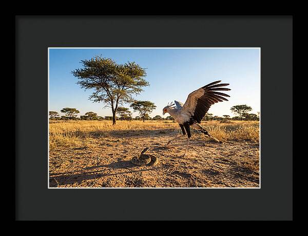 Majestic Secretary Bird Display