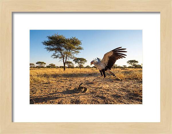 Majestic Secretary Bird Display