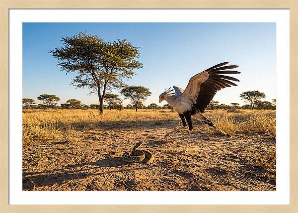 Majestic Secretary Bird Display