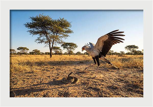 Majestic Secretary Bird Display