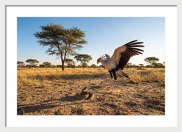Majestic Secretary Bird Display