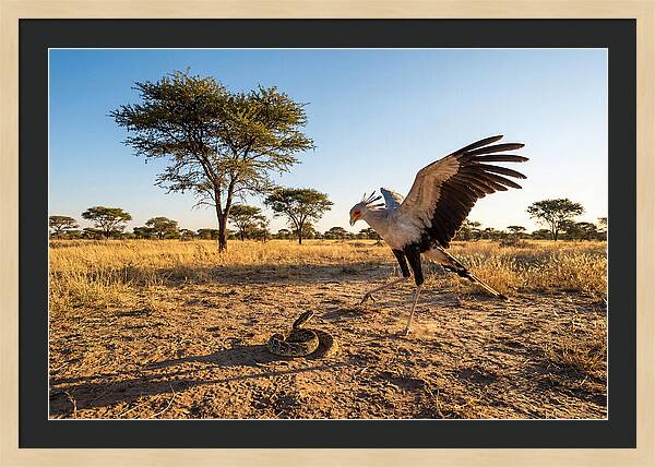 Majestic Secretary Bird Display