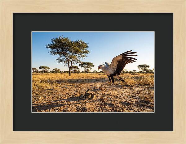 Majestic Secretary Bird Display