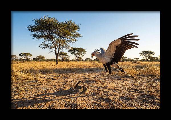 Majestic Secretary Bird Display