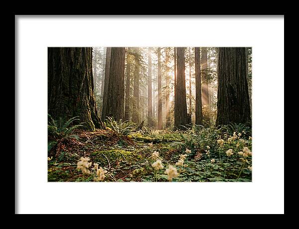 Majestic Sequoia Forest