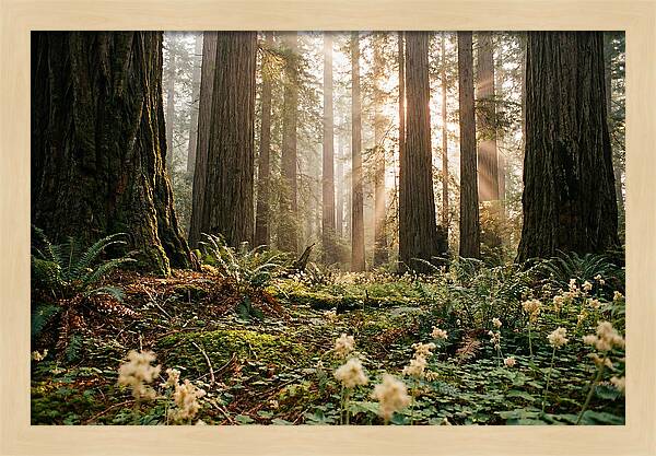 Majestic Sequoia Forest