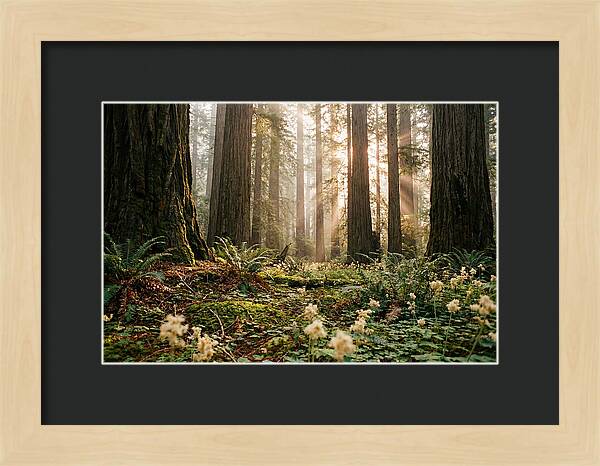 Majestic Sequoia Forest