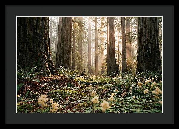 Majestic Sequoia Forest