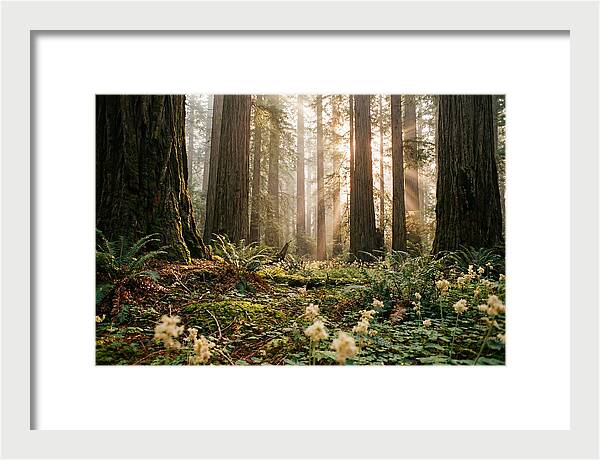 Majestic Sequoia Forest