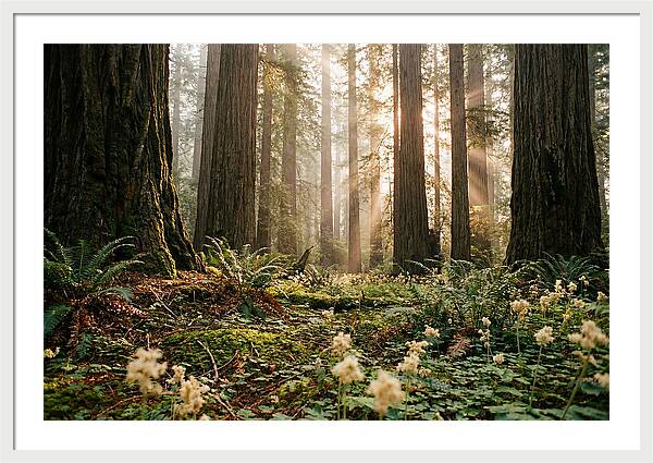 Majestic Sequoia Forest