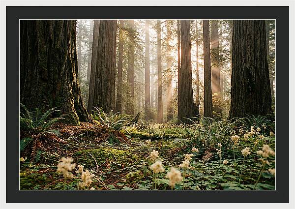 Majestic Sequoia Forest