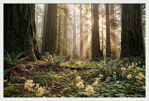 Majestic Sequoia Forest