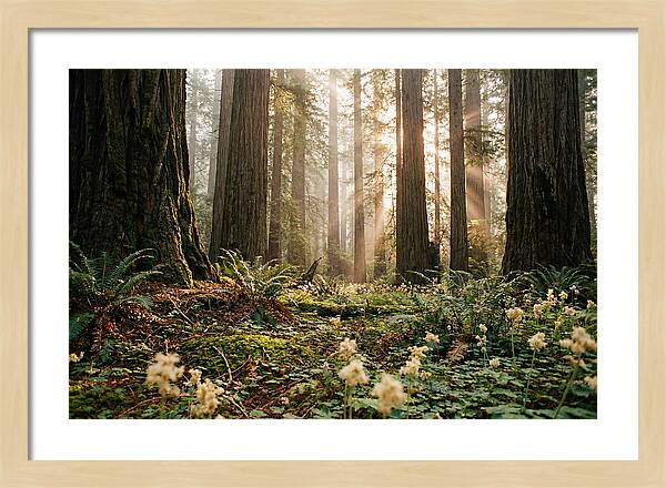 Majestic Sequoia Forest