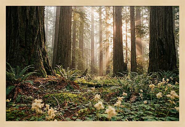 Majestic Sequoia Forest