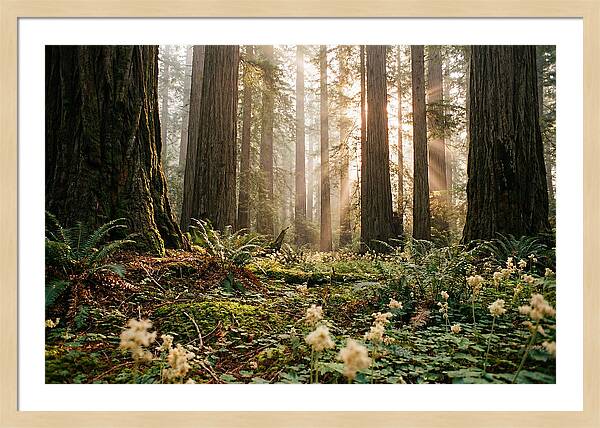 Majestic Sequoia Forest