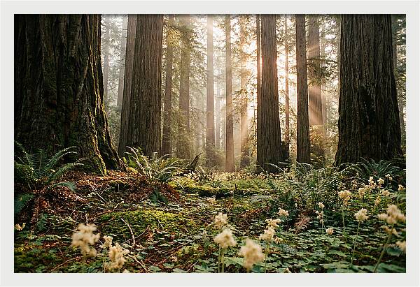 Majestic Sequoia Forest
