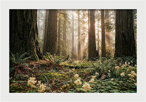 Majestic Sequoia Forest
