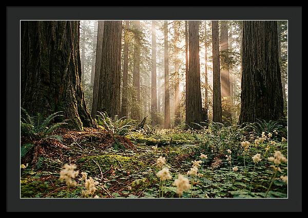 Majestic Sequoia Forest