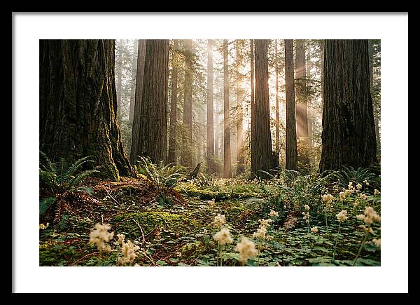 Majestic Sequoia Forest