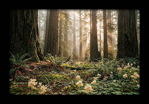 Majestic Sequoia Forest