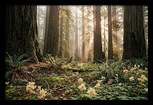 Majestic Sequoia Forest