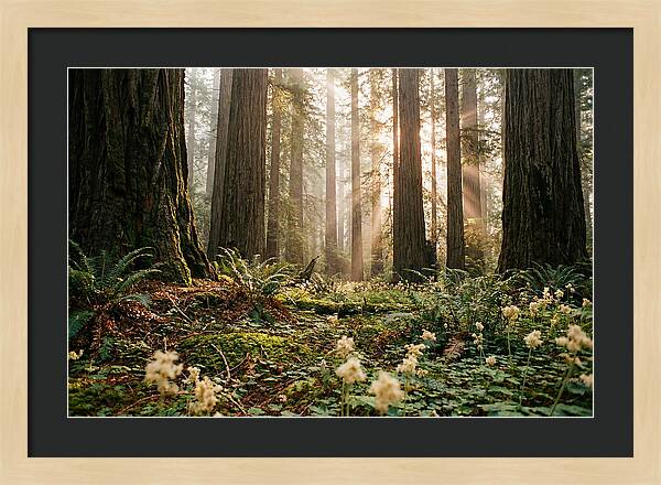 Majestic Sequoia Forest