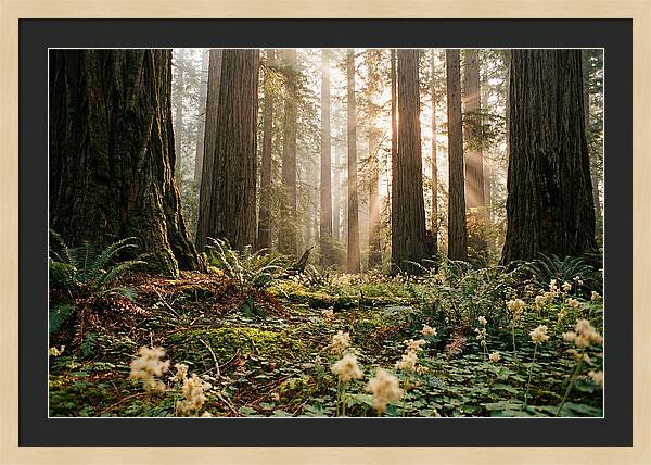 Majestic Sequoia Forest