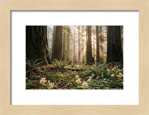 Majestic Sequoia Forest