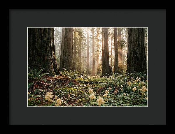 Majestic Sequoia Forest
