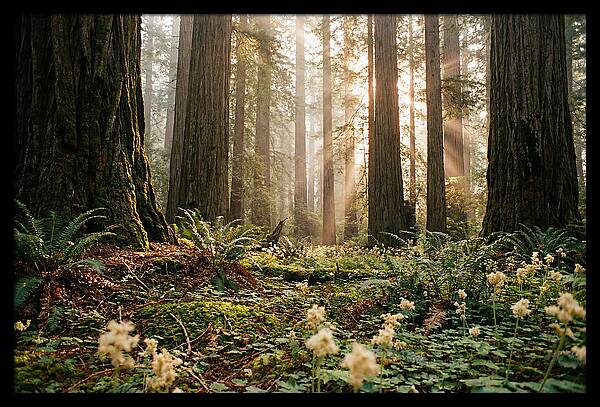Majestic Sequoia Forest