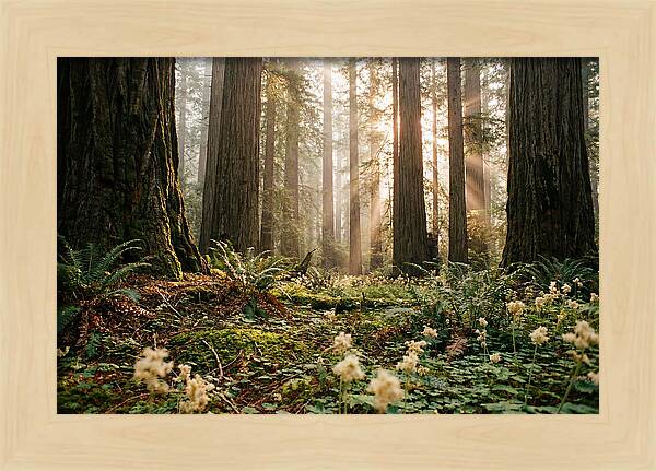 Majestic Sequoia Forest