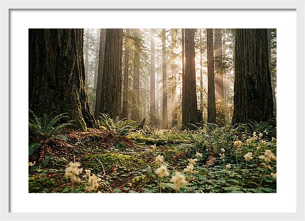 Majestic Sequoia Forest