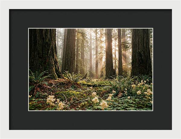 Majestic Sequoia Forest