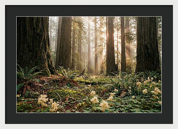 Majestic Sequoia Forest