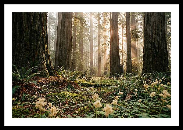 Majestic Sequoia Forest