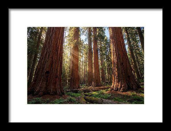 Majestic Sequoia Forest Perspective