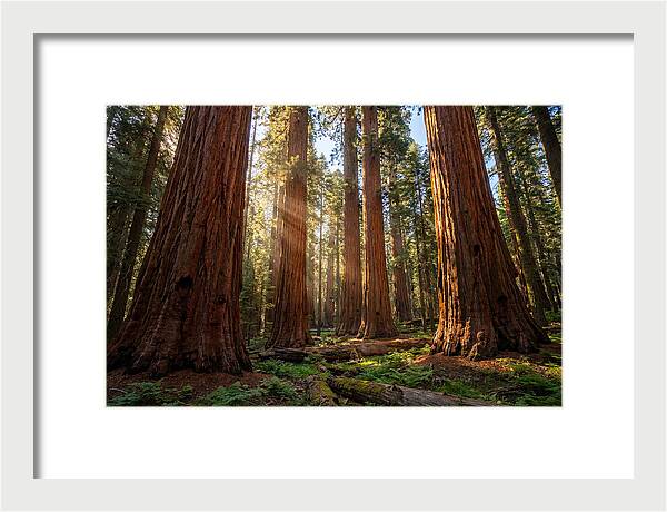 Majestic Sequoia Forest Perspective