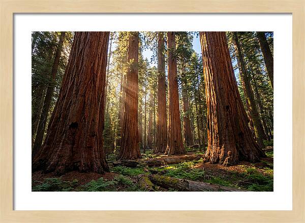 Majestic Sequoia Forest Perspective