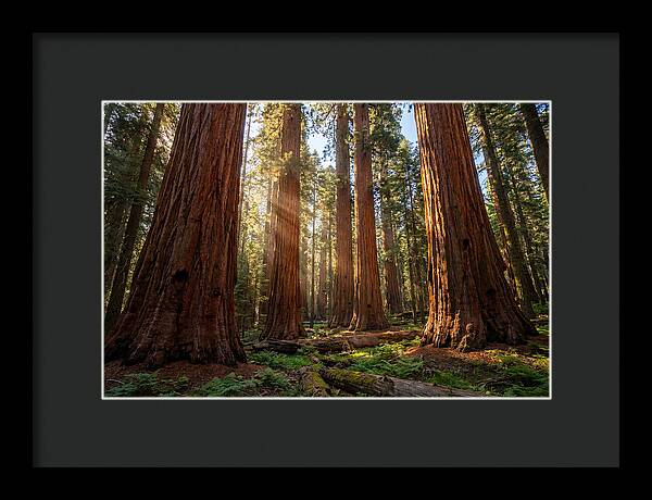 Majestic Sequoia Forest Perspective